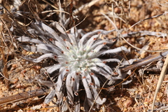 Drosera ordensis