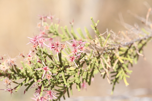 Image of Calytrix exstipulata by (c) Hugo Innes, some rights reserved (CC BY)