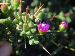 Ruschia spinosa