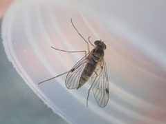 Chrysopilus asiliformis