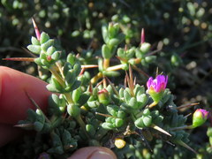 Ruschia spinosa