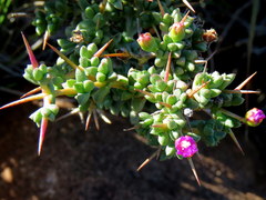 Ruschia spinosa