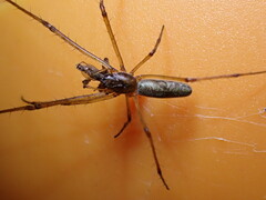 Tetragnatha nigrita