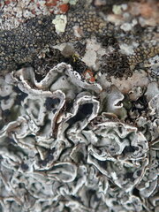 Umbilicaria virginis