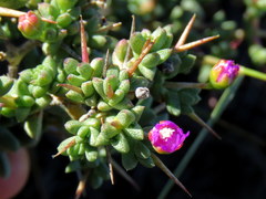 Ruschia spinosa