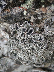 Umbilicaria virginis