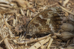 Pyronia cecilia