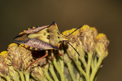 Carpocoris mediterraneus atlanticus