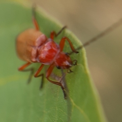 Rhagonycha fulva