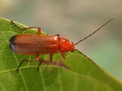 Rhagonycha fulva