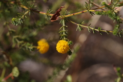 Acacia lycopodiifolia
