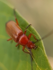 Rhagonycha fulva