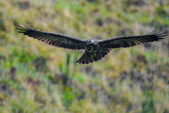 Geranoaetus polyosoma