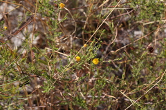 Acacia lycopodiifolia