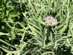 Allium validum