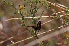 Acacia lycopodiifolia