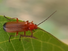 Rhagonycha fulva