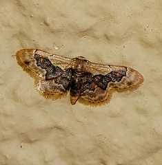 Idaea gemmata