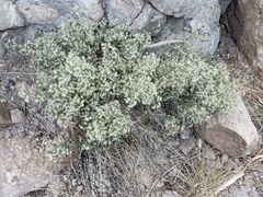 Galium hypotrichium