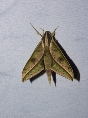 Xylophanes docilis
