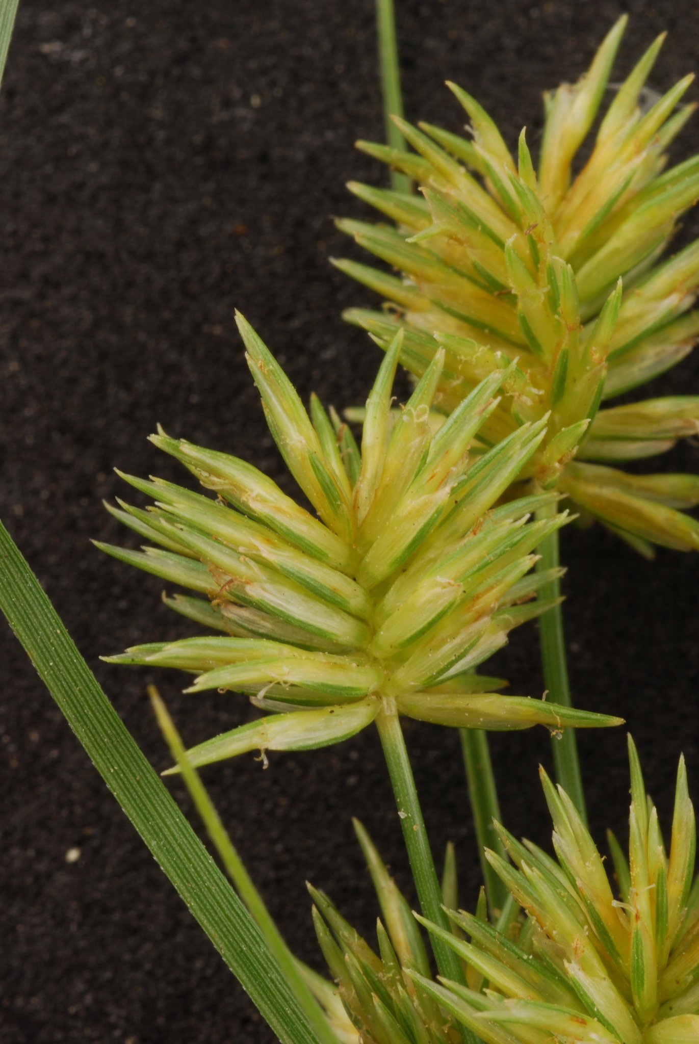Cyperus retroflexus