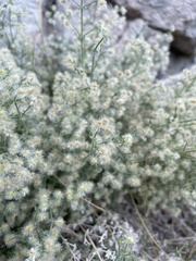 Galium hypotrichium