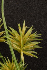 Cyperus retroflexus