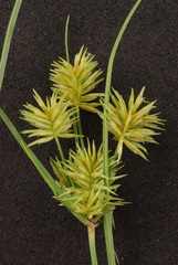 Cyperus retroflexus