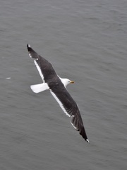 Larus fuscus