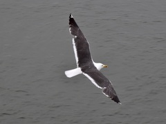 Larus fuscus