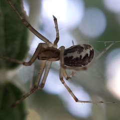 Linyphia triangularis