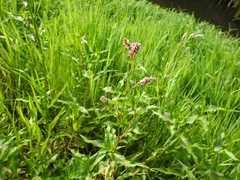 Persicaria