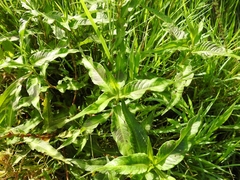 Persicaria