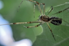 Linyphia triangularis