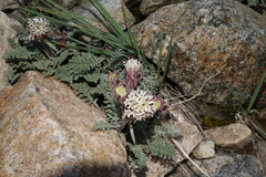 Chaenactis douglasii alpina