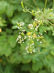 Chaerophyllum aromaticum