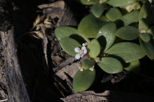 Peplidium maritimum (Peplidium maritimum)