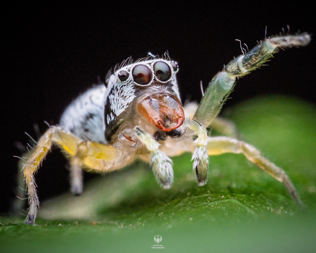 Phintella