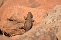 Sceloporus tristichus