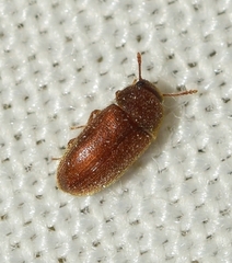 Typhaea stercorea