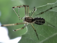 Linyphia triangularis