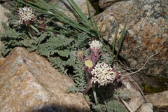 Chaenactis douglasii alpina