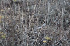 Cyanocompsa parellina