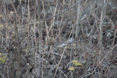 Cyanocompsa parellina