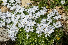 Phlox pulvinata