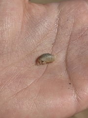 Haustorioidea