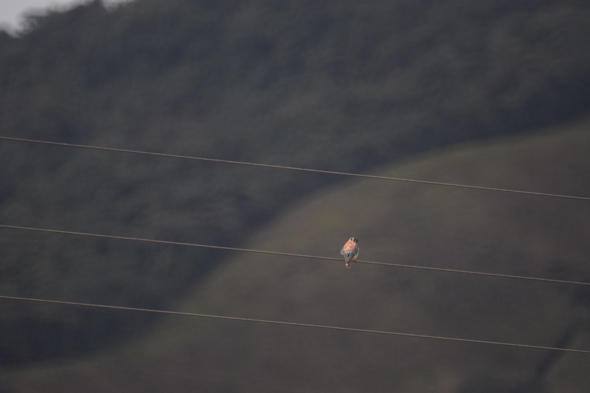 Falconidae image