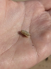 Haustorioidea