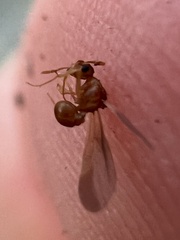 Cyphomyrmex wheeleri