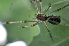 Linyphia triangularis